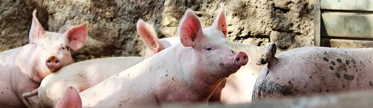 Food & Farming. One Health